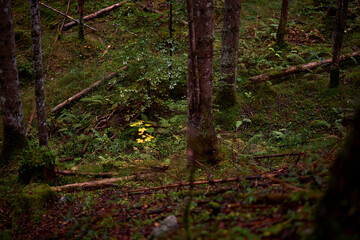 nature scenic view of forest with moss and leaves