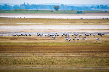 Cranes at the Lac du der in France - obrazy, fototapety, plakaty