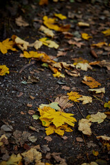 fallen yellow maple leaves in a park in denmark