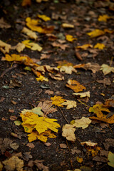 fallen yellow maple leaves in a park in denmark