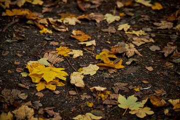 fallen yellow maple leaves in a park in denmark