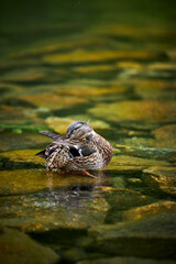 wild duck in water cleaning with his beak