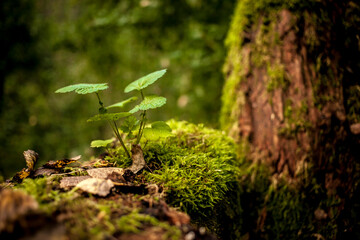 wild leaves in a forest in the mountains
