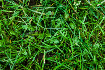 fresh and green summer grass on a lawn