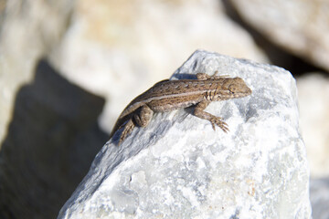 lizard on a stone