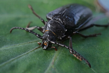 Close up of female Prionus coriarius a species of longhorn beetle also known as the tanner or the sawyer 