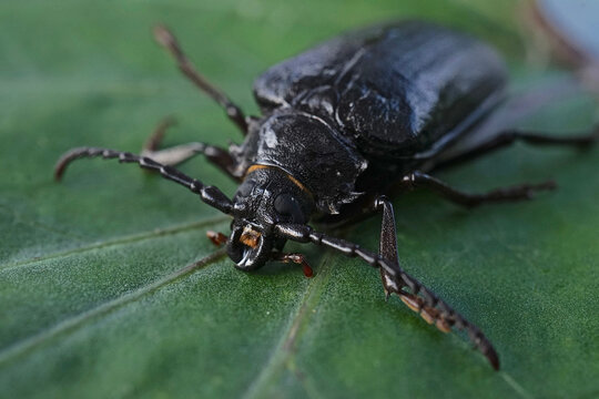 Close up of female Prionus coriarius a species of longhorn beetle also known as the tanner or the sawyer 