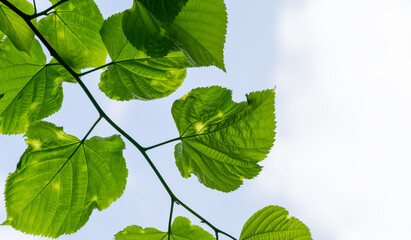 Bright green diseased leaves of Tilia caucasica linden tree with spots on blue sky background. Disease or pests on young green linden foliage. Selective focus. Place for your text