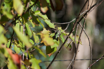 leaves in spring