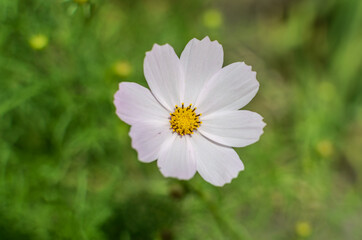 Summer flower on blurred green background