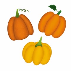 Set of orange, yellow pumpkins isolated on a white background. Autumn different pumpkins.