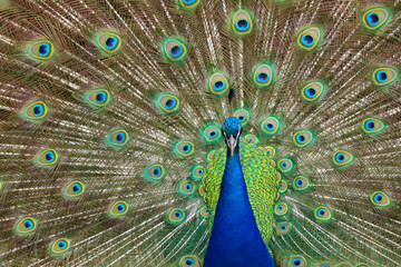Portrait of beautiful male peacock with feathers out on display