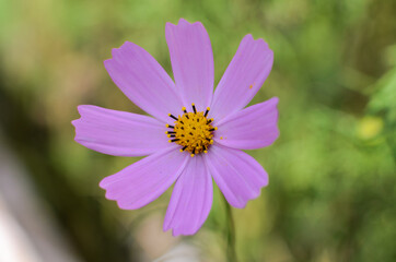 Fototapeta premium Summer flower on blurred green background