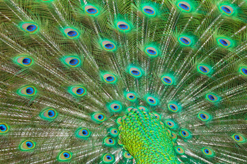 Obraz premium Close up detail of a male peacock's tail feathers shining in the sunshine