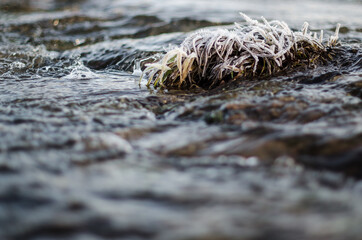 Frosted grass in water day.