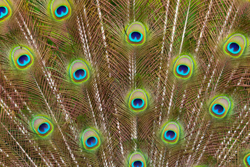 Obraz premium Close up detail of a male peacock's tail feathers shining in the sunshine
