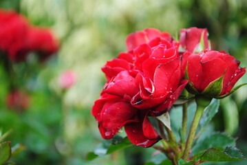Obraz premium red poppy flower