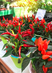 Hot red peppers in a pots for home growing