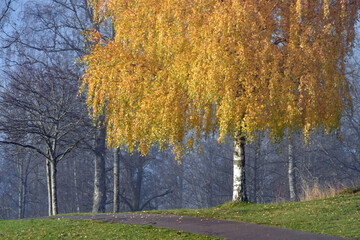 Birch in autumn colours