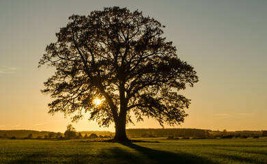 Fototapeta premium Oak silhouette at sunset, Latvia.