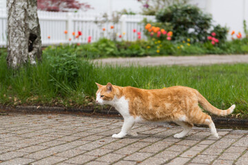Freigänger Katze