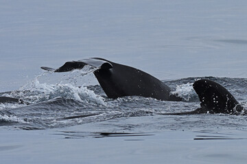 Fototapeta premium Long-finned pilot whale raising its tail