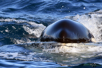 Killer whale swimming forwards