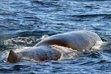 Sperm whale resting at surface