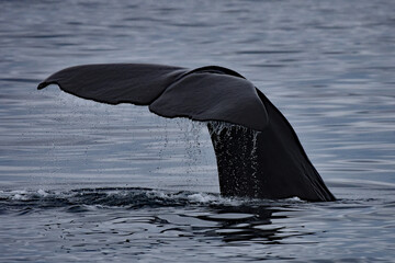 Sperm whale flukes