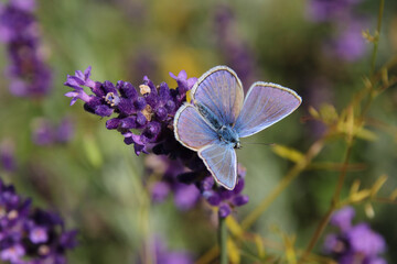 Common blue butterfly (Polyommatus icarus), feeding on a lavender flower with wings open