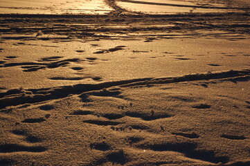 Ski tracks in sunset light