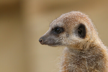 Portrait of a cute meerkat or suricate (Suricata suricatta) on lookout duty
