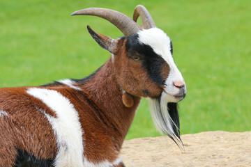 Head of a brown and white pigmy goat close up