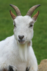 Head of a white pigmy goat close up