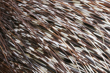 Close up detail of Crested Porcupine (Hystrix cristata) quills