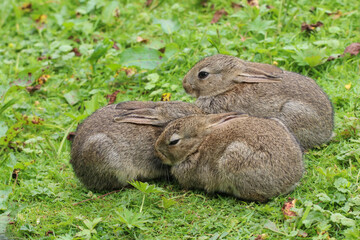 Baby Wild Rabbit (Oryctolagus cuniculus) sitting in a field.