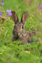 Wild Rabbit (Oryctolagus cuniculus) sitting in a field.