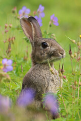 Wild Rabbit (Oryctolagus cuniculus) sitting in a field.