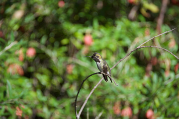 red headed bee eater