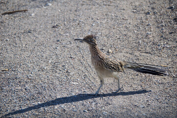 black sparrow