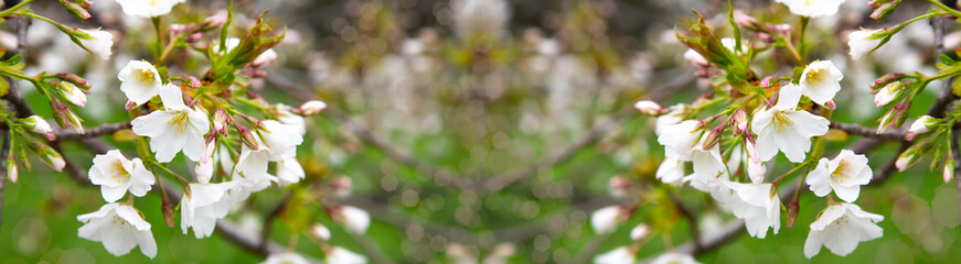 A blooming branch of apple tree in spring floral background