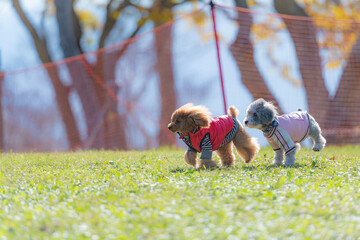 高原にある快晴のドックランで遊ぶ2匹のトイプードル