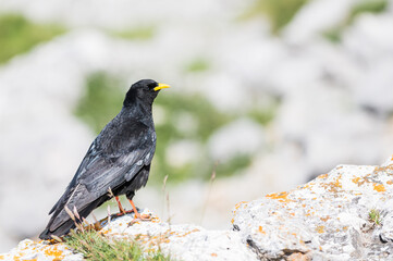 An Alpine chough ,Pyrrhocorax graculus or chova piquigualda, a black bird of the crow family, in the mountains of fuente de, cantabria, north of spain