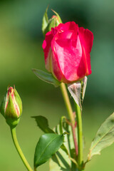 Elegant unblown red rose bud on a summer garden plot. 