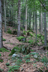 Landschaft Bayern - Bayrischer Wald / Landscape Bavaria - Bavarian Forest /