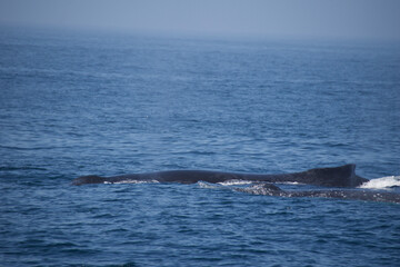 Fototapeta premium whale in the sea