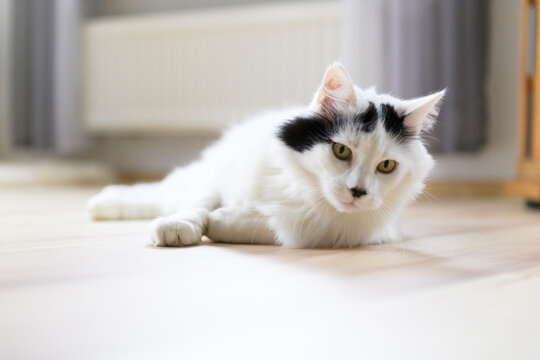 Liegende T&uuml;rkische Angora Katze in ihrem Zuhause
