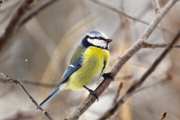 Obraz premium A bird tit of bright colors sits on a tree branch. Spring or autumn.