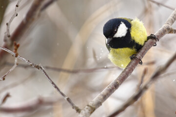 Fototapeta premium A bird tit of bright colors sits on a tree branch. Spring or autumn.