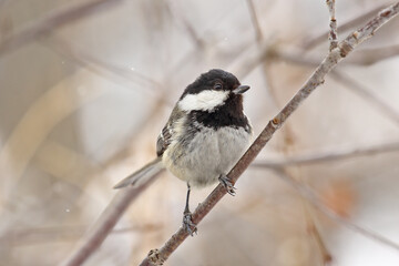 Fototapeta premium A bird tit of gray, black and white shades sits on a tree branch. Spring or autumn.